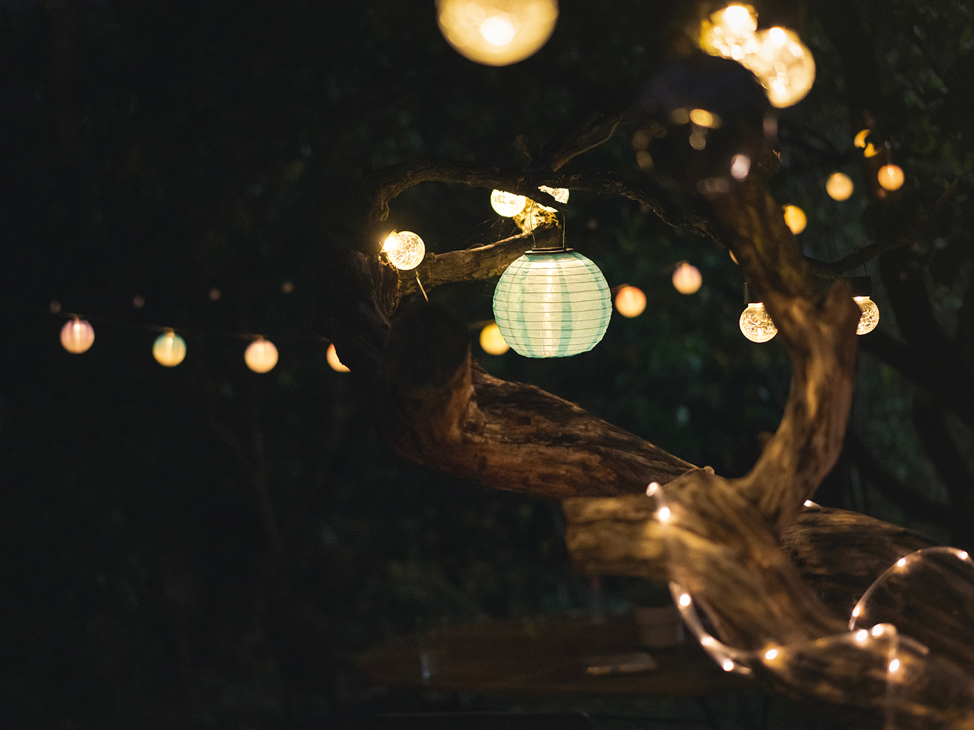 Lyskaede Haenger Paa Træ Og Lyser